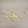 Real Giant Slippery Frog Skeleton - Disarticulated